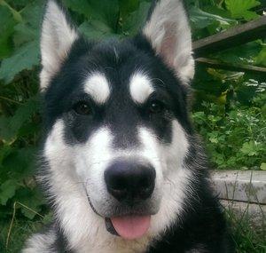 LizaTheMalamute