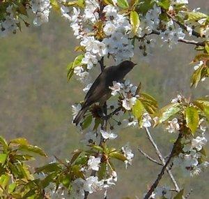 Pasărea Spin