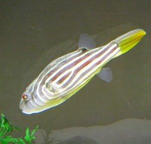 PufferFishUK
