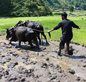 Real Nepali Life