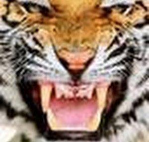 TheIndianPredator