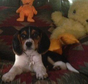 ZeppelinTheBeagle