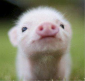 Le Cochon