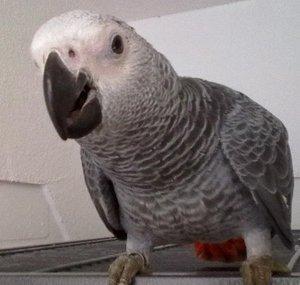 RistrettoLP