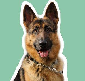 GSD Bear