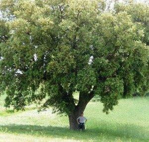 I-NATURA
