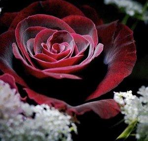 RoseDark423