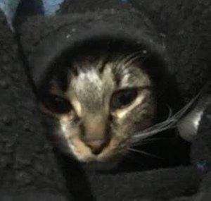 Señor Seven