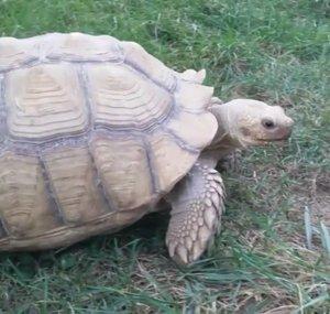 The Friendly Tortoise