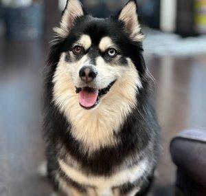 Zeus thePomskey