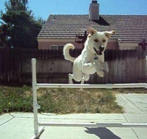 DylanAgility