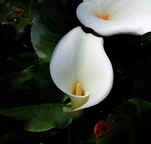 Graveyard Flowers