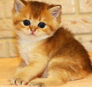Teddy Kitten - Rescue Center