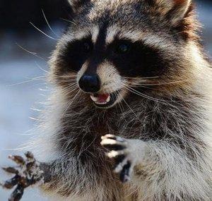 Professsor Trash Panda 
