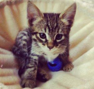 CatFelpa