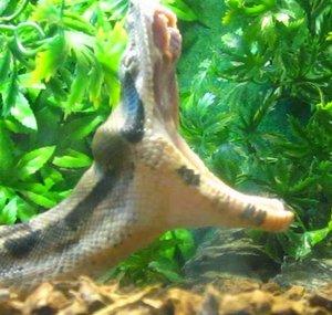 iSnake2010