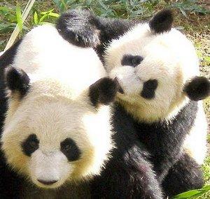 pandalover02