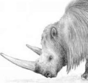 Woolly Rhino Adventures