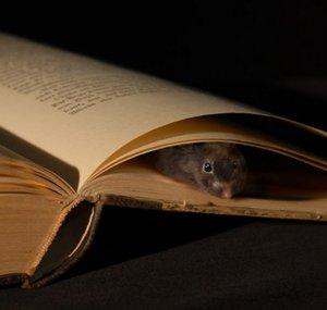 Bookmouse