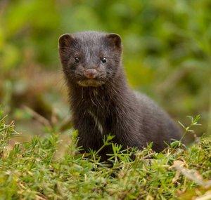 Crow and Mink Gamming