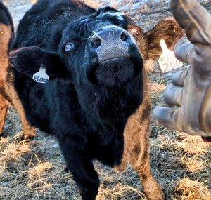 Farming NoDak
