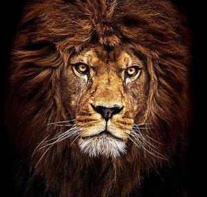 Leone 291