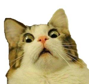 Meowington