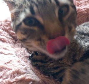 CarcinogenCat