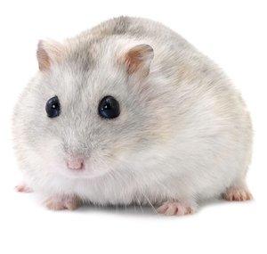 Ham☆