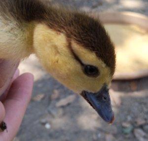 neipuduck