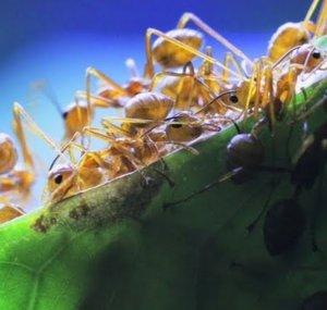 AntsCanada