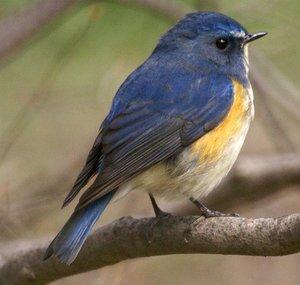 DuskyThrush03