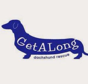 Georgia, Founder GetALong Dachshund
