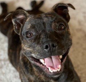 PUDDY THE DOG